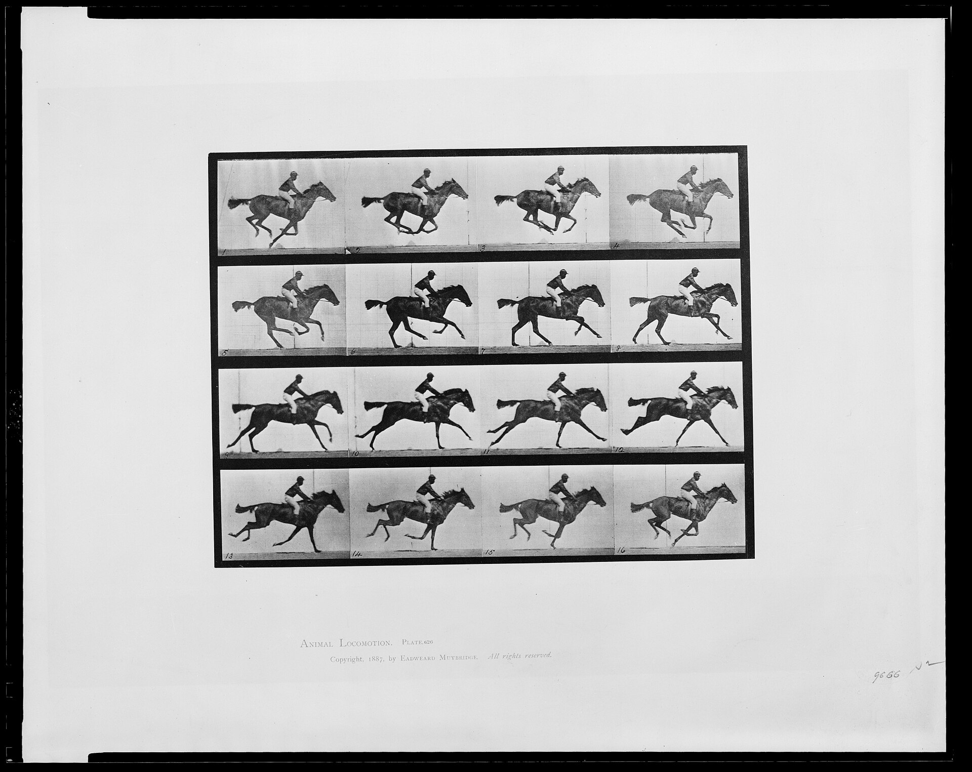 Sixteen motion-study frames of a racehorse galloping, photographed by Eadweard Muybridge